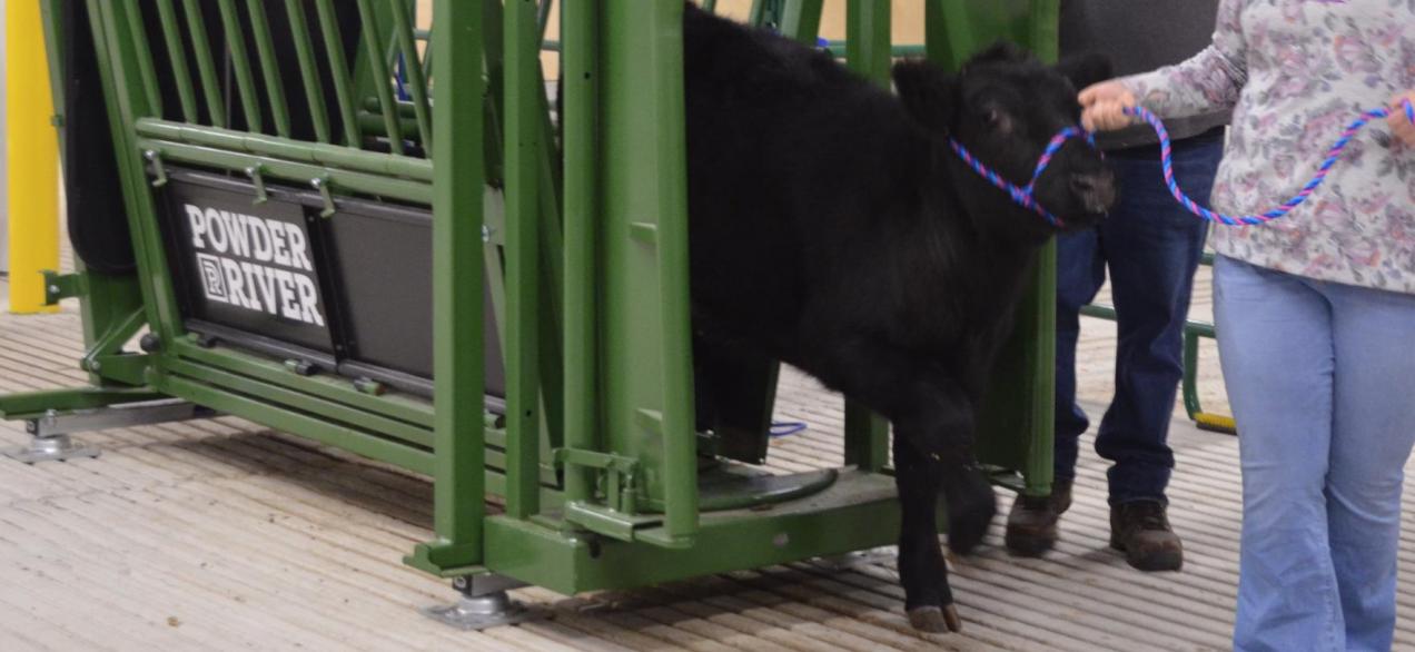 Steer being lead out of a cattle chute