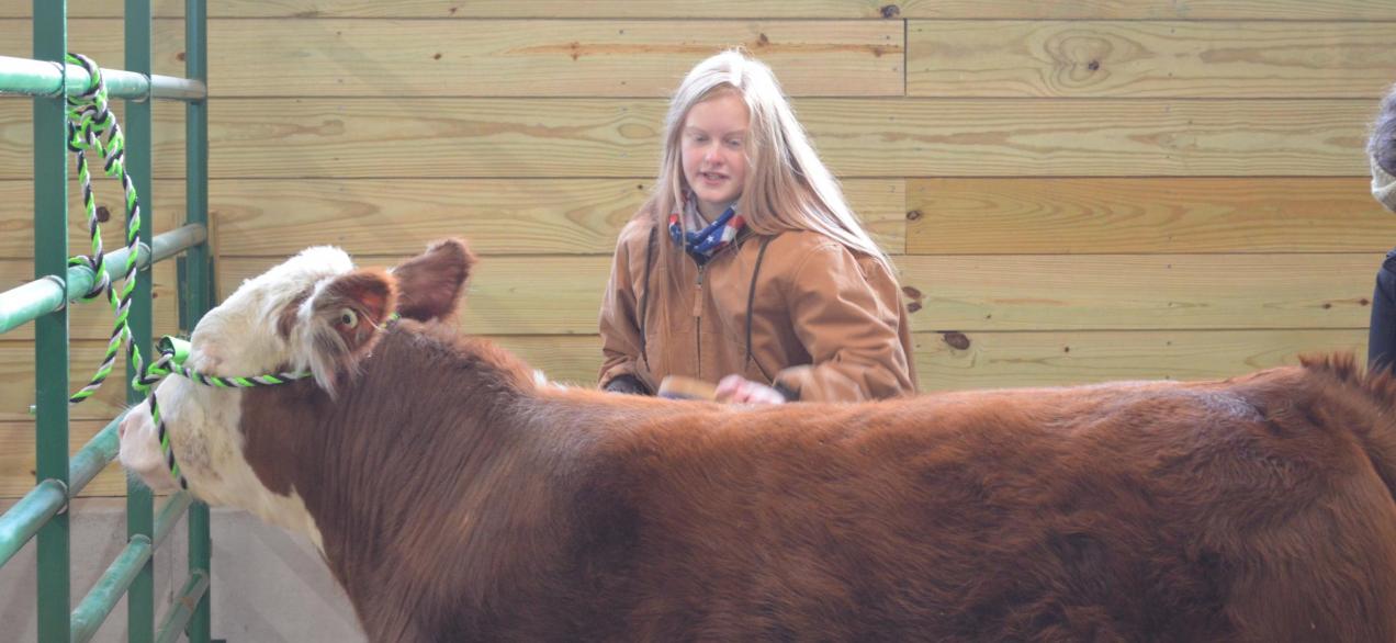 Image of student brushing a steer