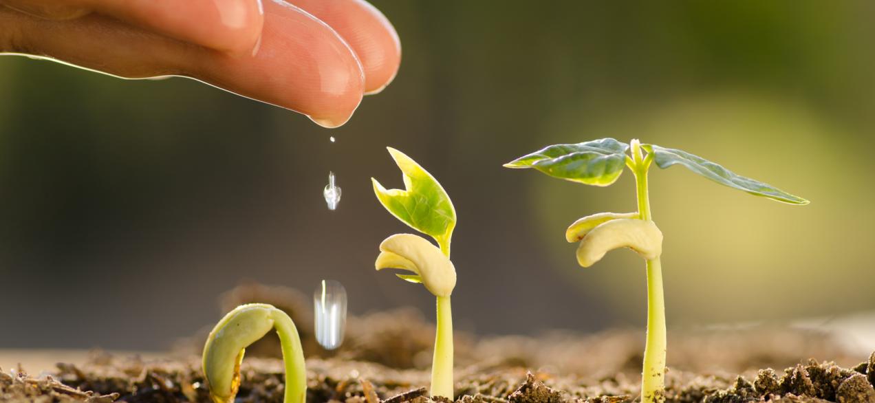 Image of plants sprouting